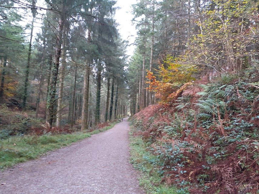 Cardinham Woods 